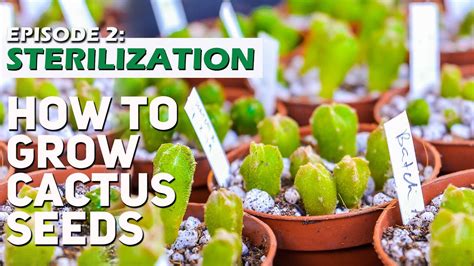 Growing cactus from seeds and cuttings. HOW TO GROW CACTUS SEEDS: EPISODE 2 - STERILIZATION - YouTube