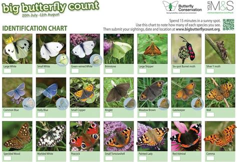Id Chart Of Uk Butterflies Butterfly Conservation Butterfly Species