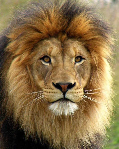 Male Lion Portraits A Gallery On Flickr