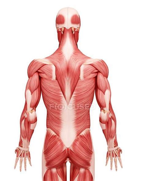 Anatomía muscular masculina obras de arte biología Stock Photo