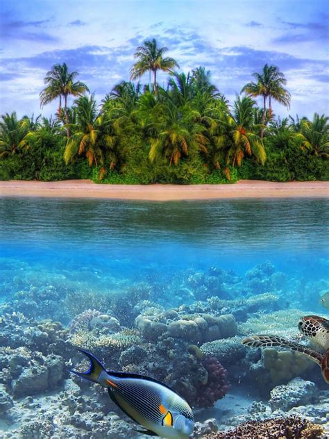 Free Download Marine Life Tropical Island 4k Ultra Hd Wallpaper 4k