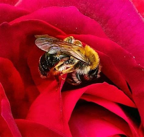 Rose And Bee Bee Flowers Rose