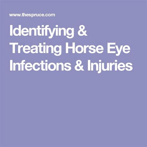 First Aid For Horse Eye Injuries And Infections Infections Eye