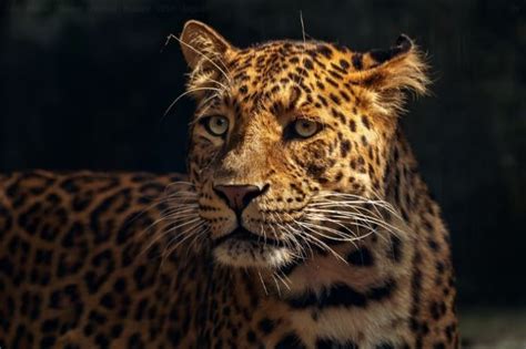 Solitary Animals Jaguar Jessica Paster