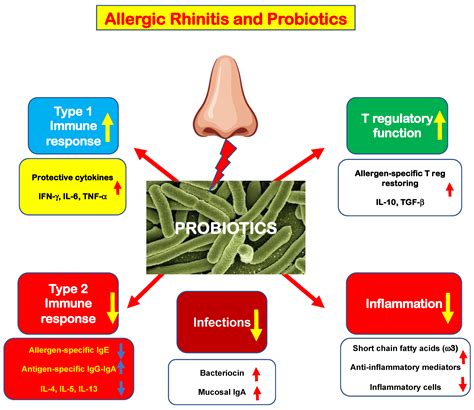 Probiotic Use In Allergic Rhinitis Management Encyclopedia Mdpi