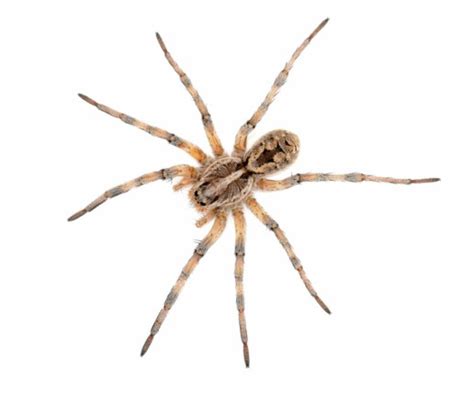 The Brown Recluse Interesting Facts And Effective Control Methods