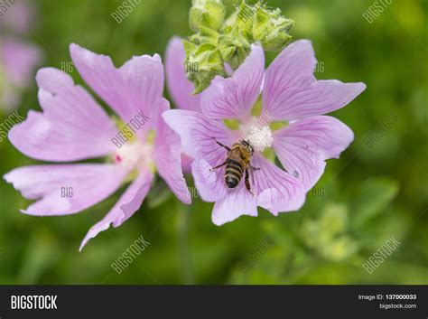 Pink Mallow Flowers Image And Photo Free Trial Bigstock