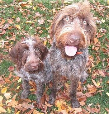 Lancaster puppies advertises puppies for sale in pa, as well as ohio, indiana, new york and other states. Wirehaired Pointing Griffon Dog Breed Information and Pictures