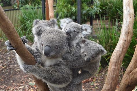 Koala Babies Become Triplets To Adopting Mother Jill Central Coast