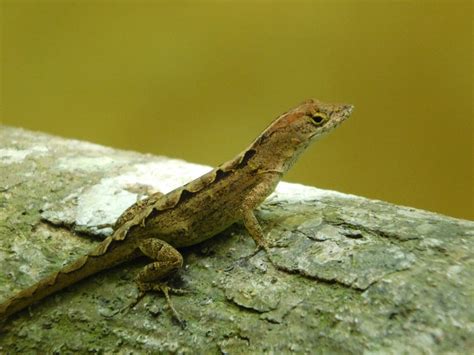 Insights From Three Years Of Measuring Anolis Sagrei Reproductive