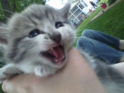 12 Roaring Kittens That Will Strike Adorable Fear Into Your Heart