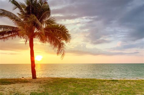 Beach Scenery With Palm Tree At Sunset Stock Photo Image