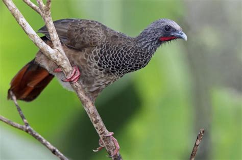 Chachalaca Qué Es Alimentación Sonido Peligros Y Mucho Más