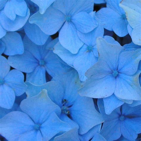 25 Of The Most Popular Blue Flowers