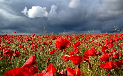 Poppy Field Under The Clouds Wallpapers And Images