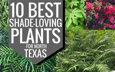 Texas flowering shrubs for shade. 10-best-shade-loving-plants-for-north-texas | Shade ...