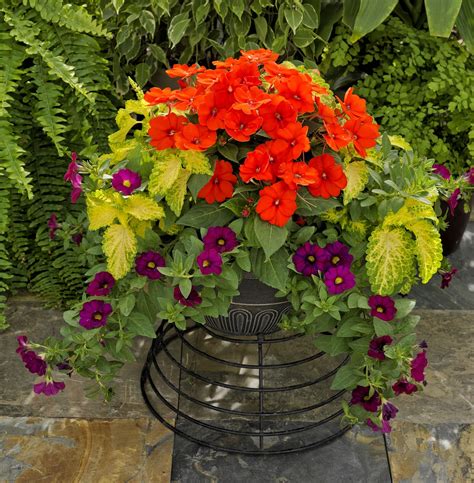 5 Sunpatiens Container Combinations For Summer P Allen Smith