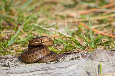 #snake #viper #slange #bush viper #hoggorm #huggorm #variable bush viper #atheris squamigera #nature #animal. Goomba's bildetråd - Side 3 - Reptilfreaks.no