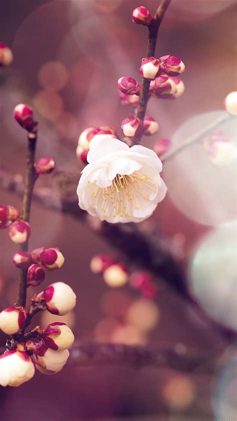 Mp16 Apricot Flower Bud Flare Spring Nature Twigs Tree Flowers