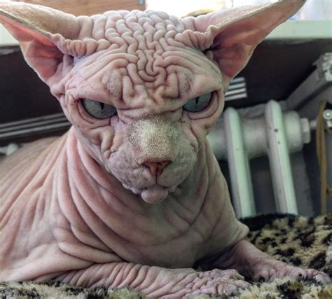 Ugly Cat Breeds The Best List To Choose A Pet From