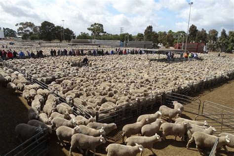 Australias Biggest Lamb Sale On Record A Boost For Western Victorian