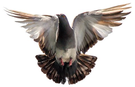 Pigeon Flying Png Image Purepng Free Transparent Cc0 Png Image Library