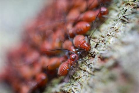 Primary Signs Of Pest Infestation At Your Home That You Need To Know