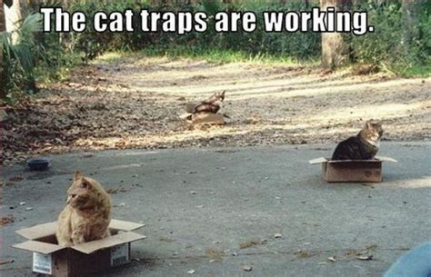 55 funniest cat memes ever cat memes cat traps funny cat pictures