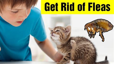 Top 6 Home Remedies For Fleashow To Get Rid Of Fleas On Cats Youtube