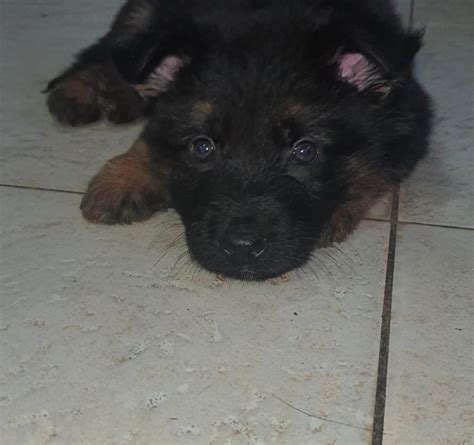 German Shepherd Pups For Sale Kraaifontein Western Cape South