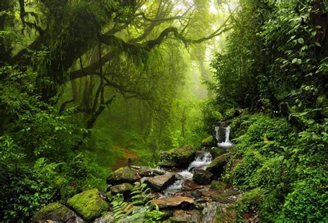 High Resolution Rain Forest Backgrounds Nature Wallpaper