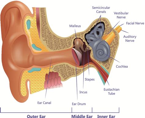 Inner Ear Diagram Vertigo Human Anatomy