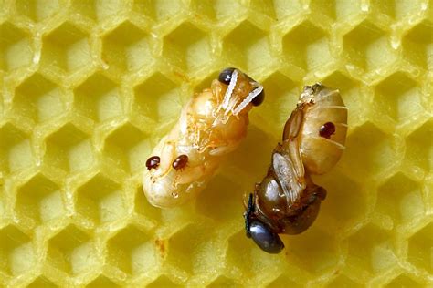 Varroa Mites And Their Role In Variable Bee Losses