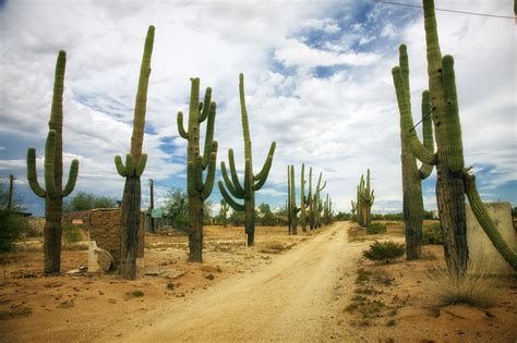 West nile virus (wnv) was first isolated in a woman in the west nile district of uganda in 1937. West Nile Virus Heats-Up in Arizona — Precision Vaccinations