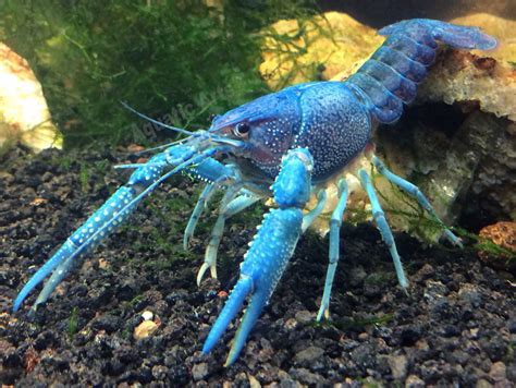 Electric Blue Crayfish Aquatic Arts