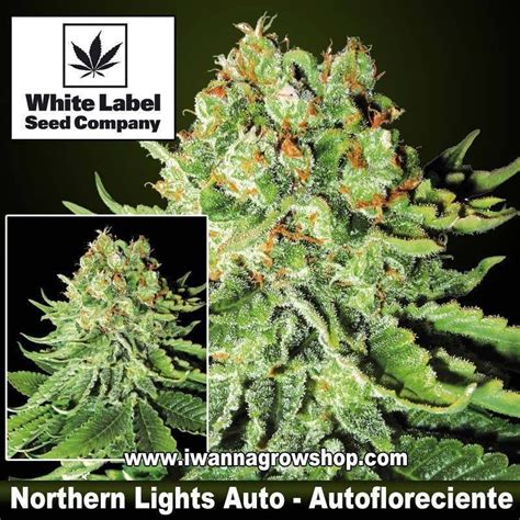 Comprar Northern Lights Auto White Label Seeds Autofloreciente