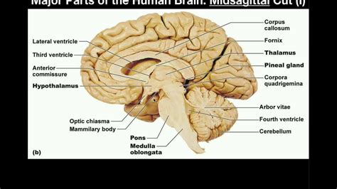 Anatomy Major Parts Of The Brain Midsagittal View YouTube