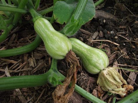 Alright gardener, you should now be prepared for some very squashy. More Immature Butternut Squash | I think the variety is ...