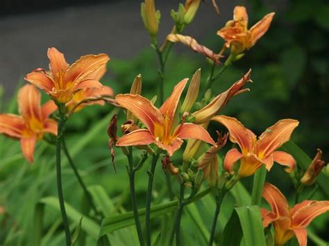 Premium Photo Orange Tiger Lily In The Garden