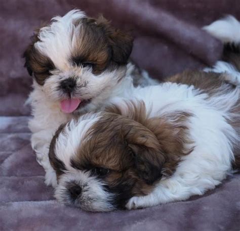 View Newborn Shih Tzu Puppies For Sale Collection Pet My Favourite