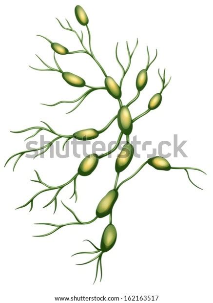 Illustration Lymph Nodes On White Background Stock Vector Royalty Free