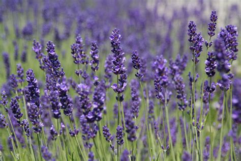 Field Of Lavender Free Stock Photo Public Domain Pictures