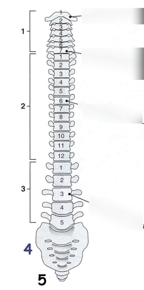 Diagram Of Vertebral Column With Labels
