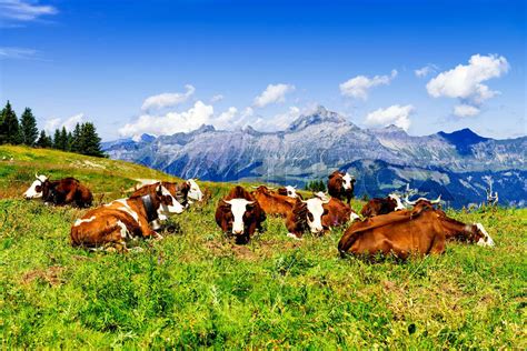 Alpine Cows Stock Image Colourbox