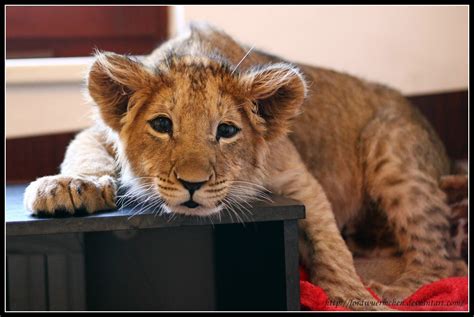 Beautiful Photos Of Lion Cubs You Must Not Miss Utterly Cute Yet