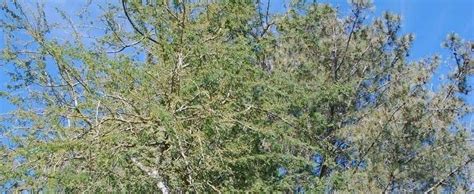 Faidherbia Species Ana Tree Apple Ring Acacia Balanzan Tree Gao