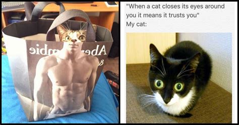 Funny Cat Memes That Will Make You Laugh Uncontrollably Geeks On