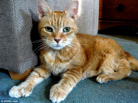 Rescued Ginger Tabby With Extra Six Digits Has Made It To Grand Old Age