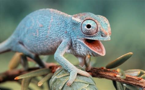 amazing chameleon pictures