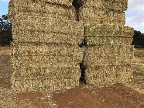 Oaten Hay With Some Rye Grass 8x4x3 Bales Hay And Fodder